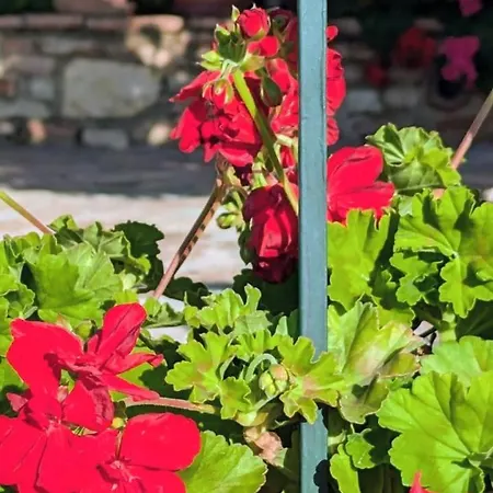Guest house Panorama Nivice