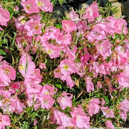 Panorama Nivice Konukevi 3*