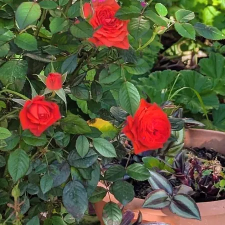 Panorama Nivice Saranda