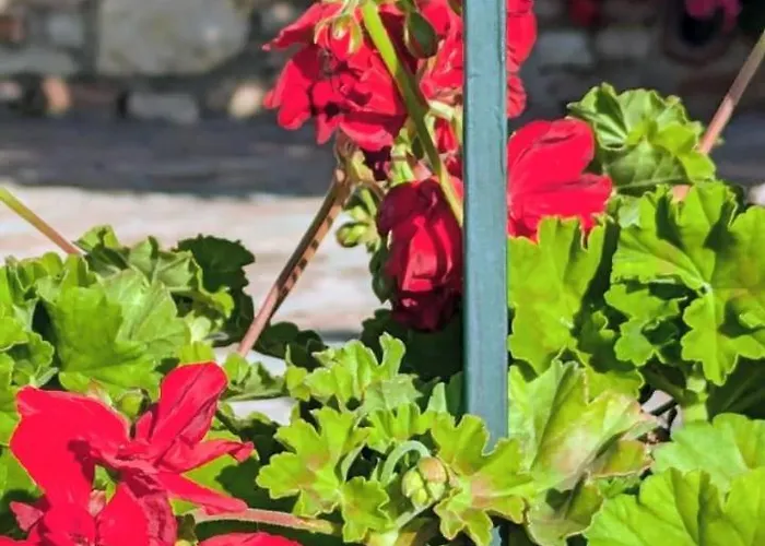 Gasthuis Panorama Nivice