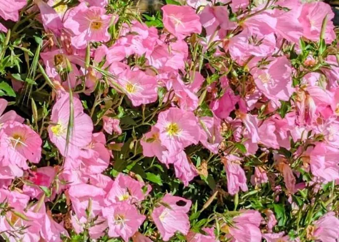 Panorama Nivice Gasthuis 3*