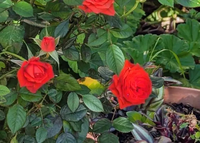 Panorama Nivice Sarandë